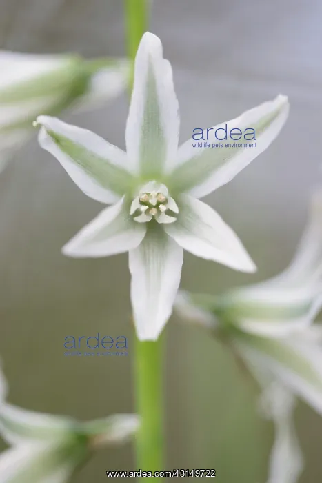 : Drooping star of Bethlehem : Drooping star of Bethlehem