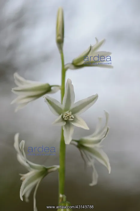  : Drooping star of Bethlehem (Ornithogalum nutans)