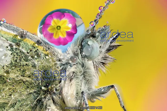 : Drop of dew on the back of a Cabbage butterfly (Pieris : Drop of dew on the back of a Cabbage butterfly (Pieris