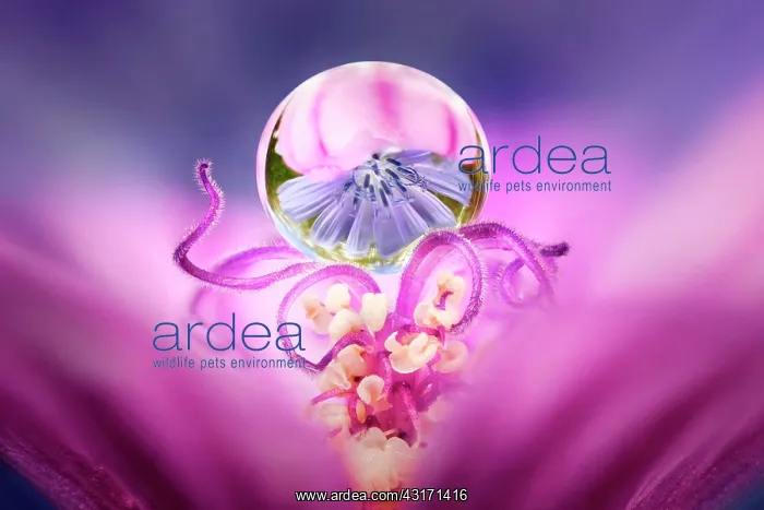 : Drop of dew suspended on the stamens of a mallow : Drop of dew suspended on the stamens of a mallow