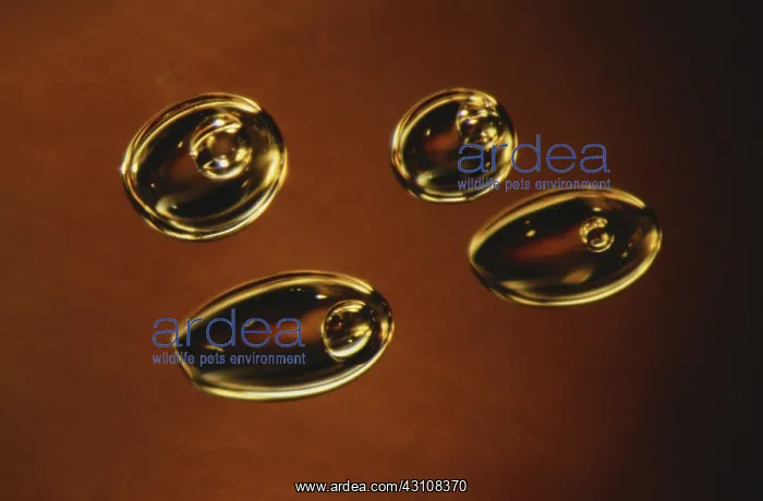 : Droplets in Amber : Droplets in Amber
