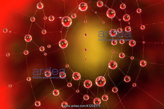 : Drops of dew on a spiderweb reflecting a Corn poppy : Drops of dew on a spiderweb reflecting a Corn poppy
