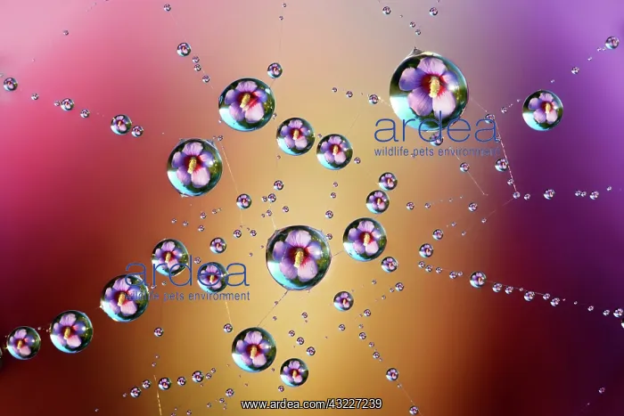 : Drops of dew on a spiderweb reflecting an Hibiscus : Drops of dew on a spiderweb reflecting an Hibiscus