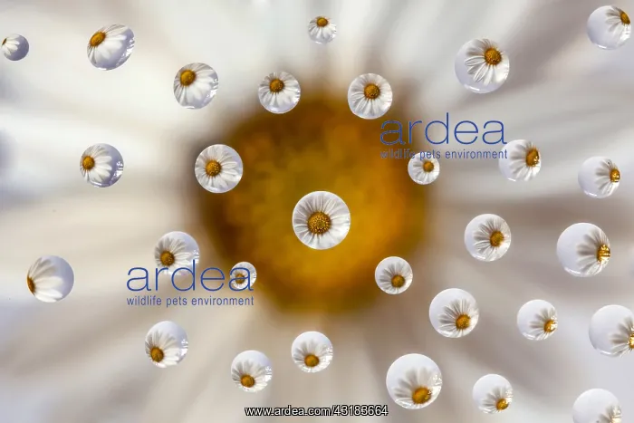  : Drops on a piece of glass refracting a daisy