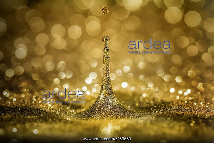 : Drops of water into glitter : Drops of water into glitter