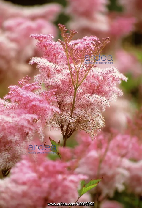 : Dropwort, Filipendula vulgaris : Dropwort, Filipendula vulgaris