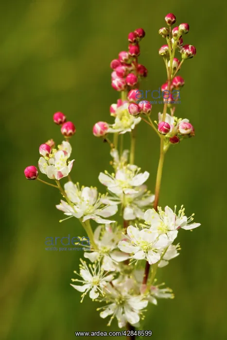 : Dropwort - in flower on limestone grassland : Dropwort - in flower on limestone grassland