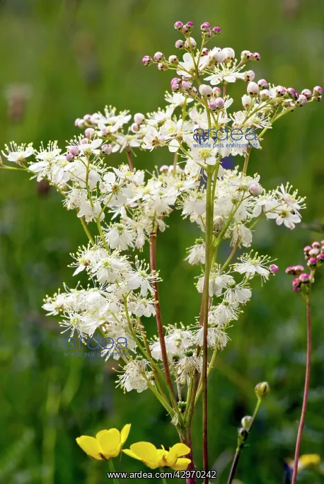: Dropwort - in flower - limestone grassland : Dropwort - in flower - limestone grassland