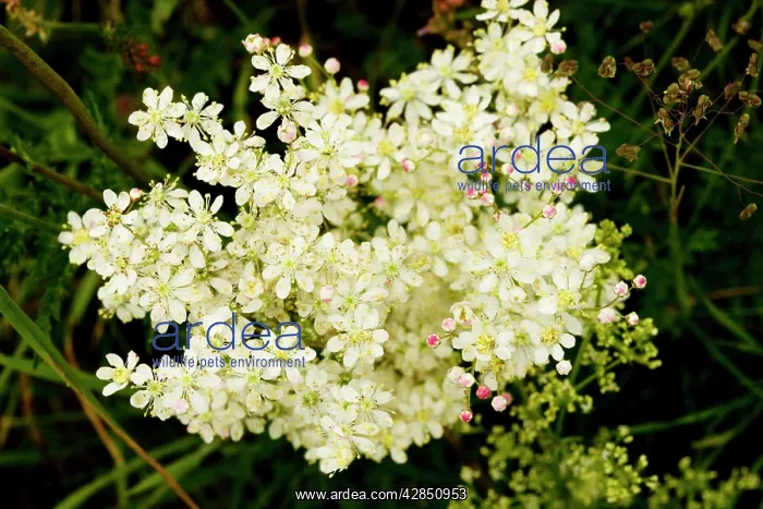 : Dropwort - widespread plant of calcareous grassland : Dropwort - widespread plant of calcareous grassland