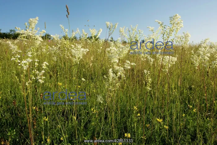 : Dropwort - widespread plant of calcareous grassland : Dropwort - widespread plant of calcareous grassland