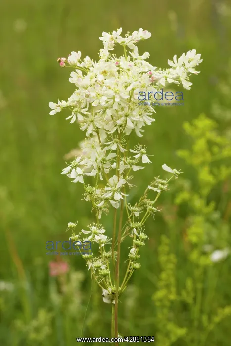 : Dropwort - widespread plant of calcareous grassland : Dropwort - widespread plant of calcareous grassland