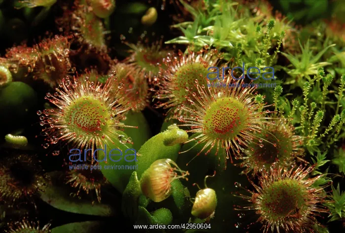 : Drosera rosea : Drosera rosea