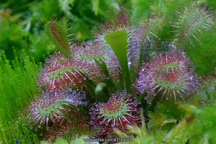 : Drosera watari, Hybrid plant (Drosera rotundifolia : Drosera watari, Hybrid plant (Drosera rotundifolia