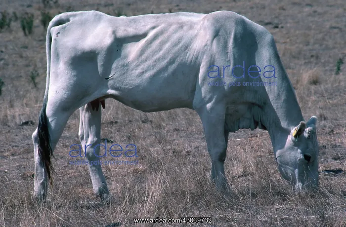 : Drought. Dought-affected cow near Yea, Victoria, Australia; 1983 : Drought. Dought-affected cow near Yea, Victoria, Australia; 1983