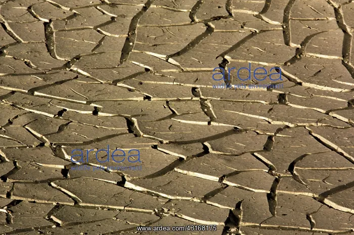 : Drought. Baked earth caused by drought. Northern California : Drought. Baked earth caused by drought. Northern California