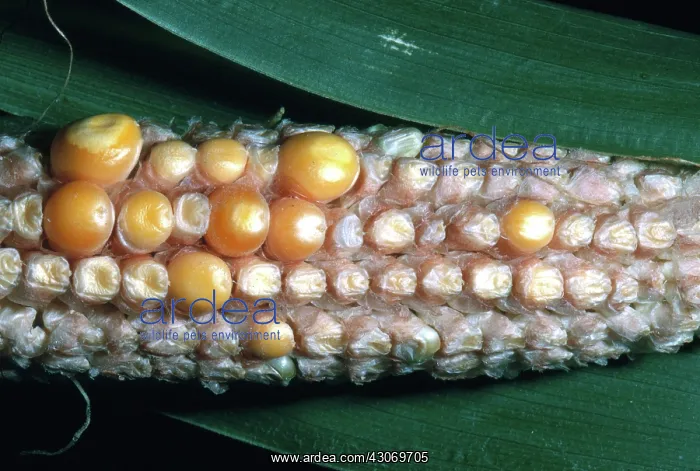 : Drought-affected Corn : Drought-affected Corn