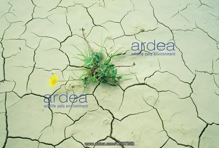 : Drought - Buttercup growing in cracked earth