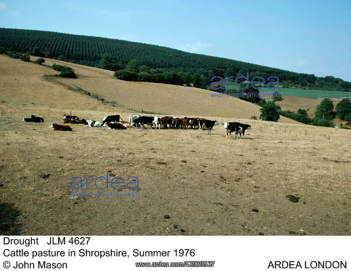 : DROUGHT - Cattle pasture, Summer 1976 : DROUGHT - Cattle pasture, Summer 1976