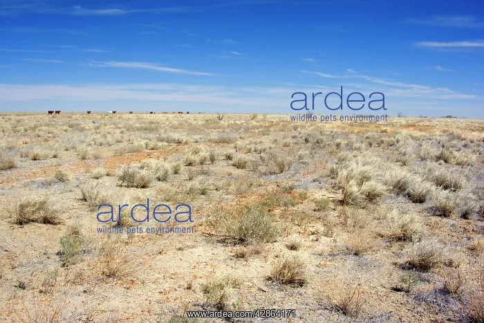 : Drought - completely dried up pasture totally devoid : Drought - completely dried up pasture totally devoid
