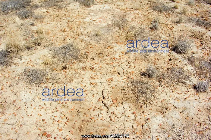: Drought - completely dried up pasture totally devoid : Drought - completely dried up pasture totally devoid