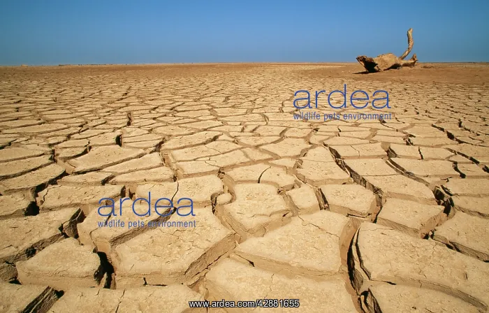 : Drought - Cracked earth in the dry Huab River-mouth : Drought - Cracked earth in the dry Huab River-mouth
