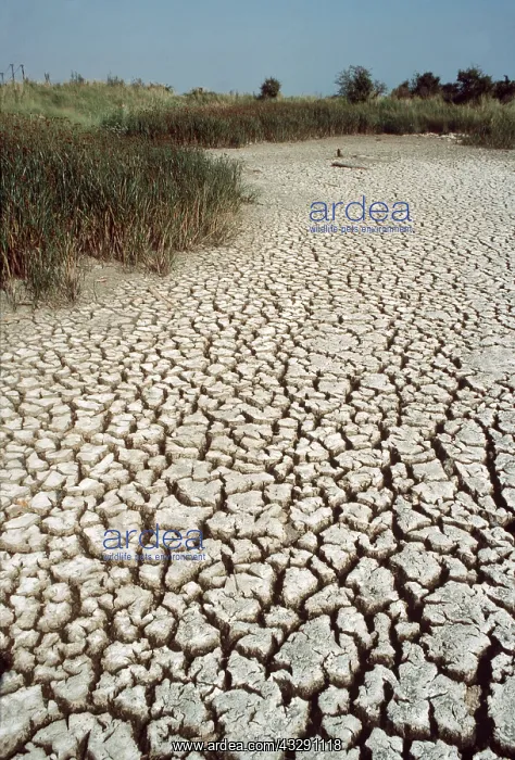: DROUGHT - DRIED UP POND : DROUGHT - DRIED UP POND