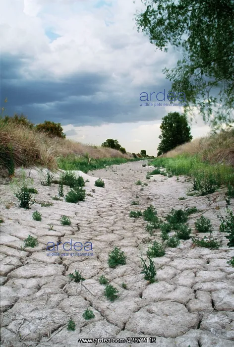 : DROUGHT - Dry river bed of River Ciguela at its : DROUGHT - Dry river bed of River Ciguela at its