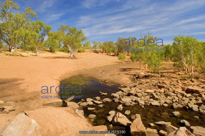 : drought - nearly completely dried out riverbed : drought - nearly completely dried out riverbed