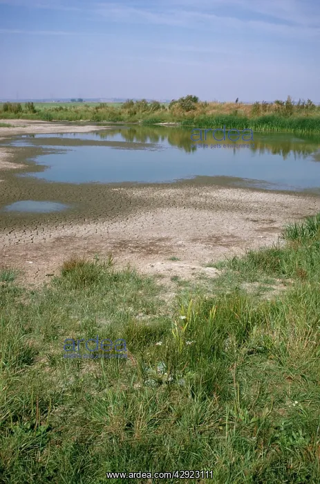 : Drought - Romney Marsh, UK : Drought - Romney Marsh, UK