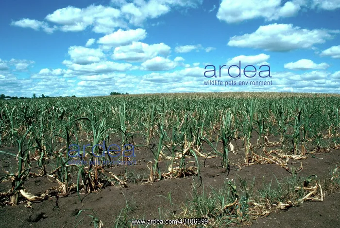 : Drought-stricken Corn : Drought-stricken Corn