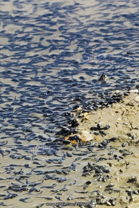 : Drought - Tadpoles dying in dried up lake : Drought - Tadpoles dying in dried up lake
