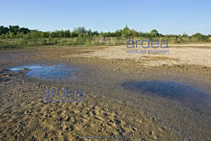 : Drought - Tadpoles dying in dried up lake : Drought - Tadpoles dying in dried up lake