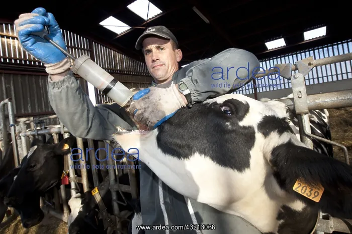 : Drugging of a Holstein Cow with a gun drogueur : Drugging of a Holstein Cow with a gun drogueur