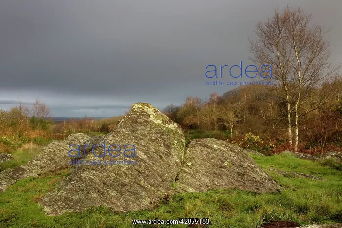: Druid hill - Paimpont forest, BrocA liande, Paimpont : Druid hill - Paimpont forest, BrocA liande, Paimpont