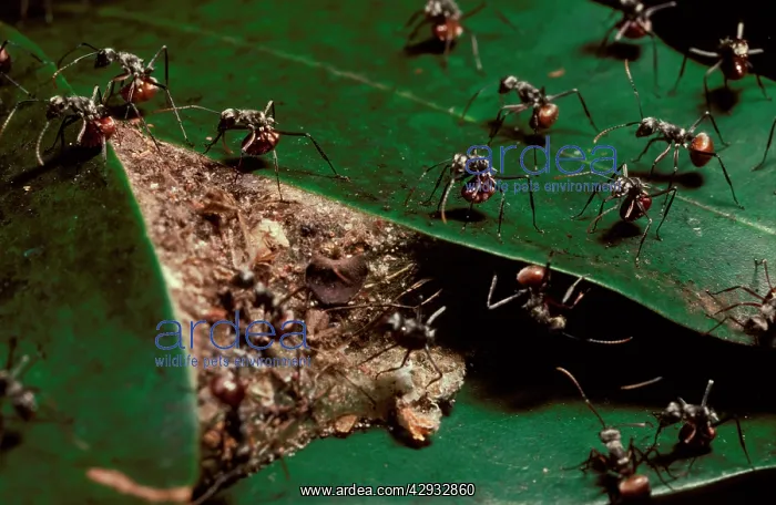 : Drummer ants - warning off possible predators by : Drummer ants - warning off possible predators by