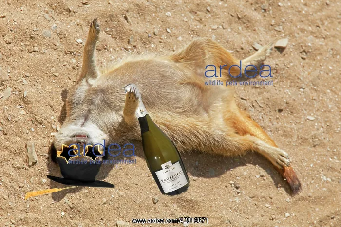 : Drunk Meerkat lying in the sand celebrating graduation : Drunk Meerkat lying in the sand celebrating graduation