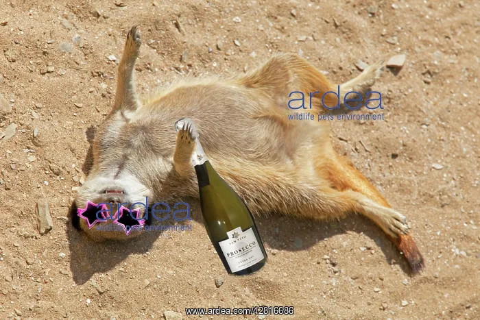 : Drunk Meerkat lying in the sand celebrating graduation : Drunk Meerkat lying in the sand celebrating graduation