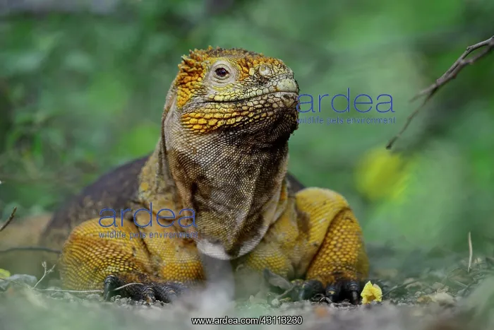 : Drusenkopf or Galapagos Iguana (Conolophus), Isabela : Drusenkopf or Galapagos Iguana (Conolophus), Isabela