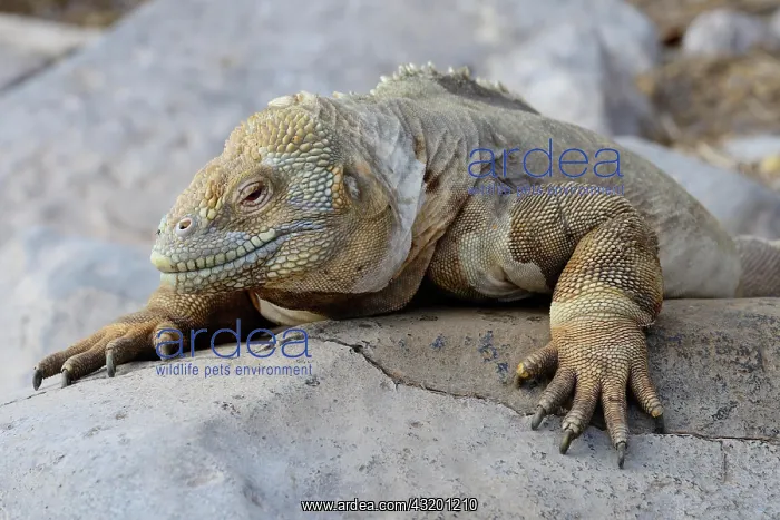 : Drusenkopf or Galapagos Land Iguana (Conolophus : Drusenkopf or Galapagos Land Iguana (Conolophus