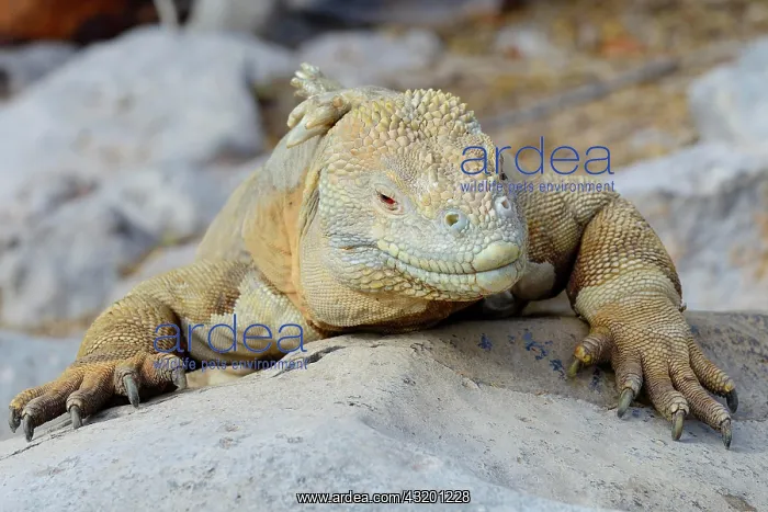 : Drusenkopf or Galapagos Land Iguana (Conolophus : Drusenkopf or Galapagos Land Iguana (Conolophus