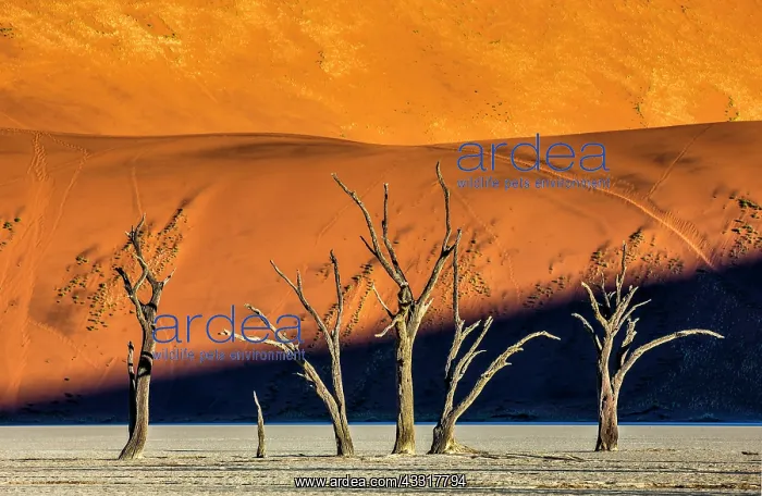 : Dry beautiful trees on the background of the red : Dry beautiful trees on the background of the red