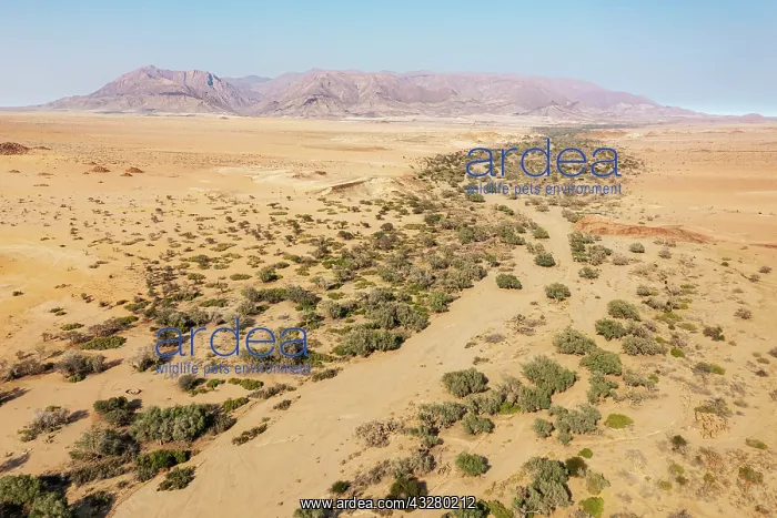 : The dry bed of the Ugab river cuts through arid desert plain : The dry bed of the Ugab river cuts through arid desert plain
