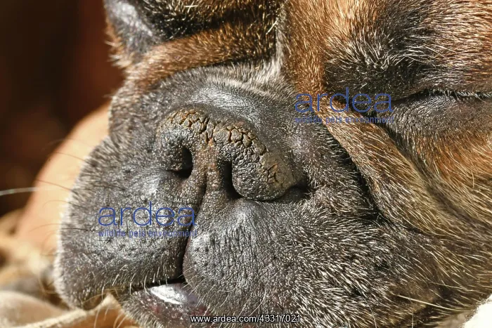 : Dry brachycephalic dog nose with narrow nostrils : Dry brachycephalic dog nose with narrow nostrils