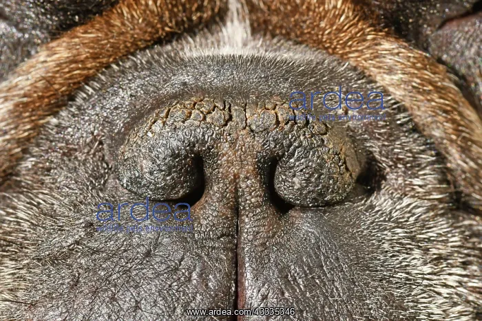 : Dry brachycephalic dog nose with narrow nostrils : Dry brachycephalic dog nose with narrow nostrils