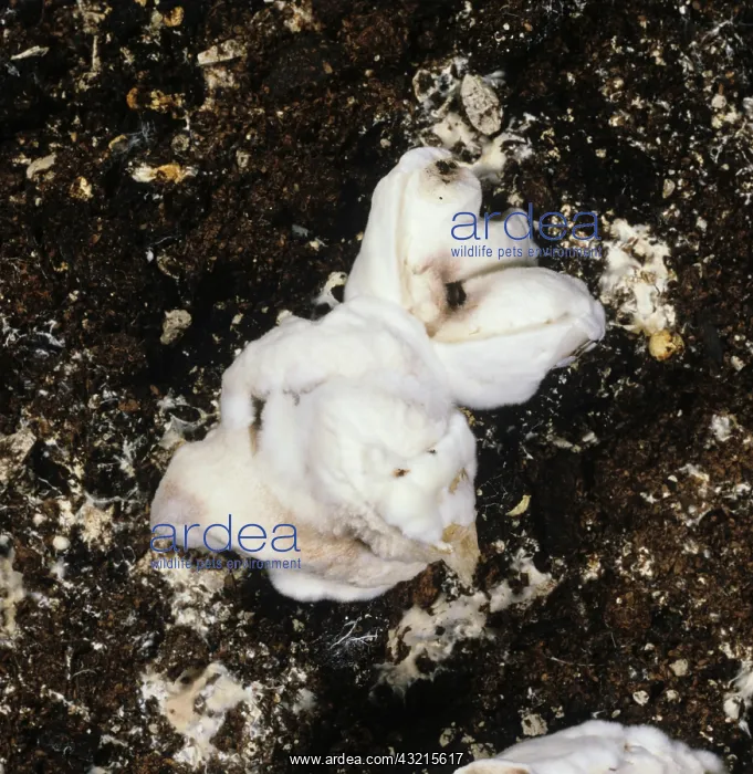 : Dry bubble disease : Dry bubble disease