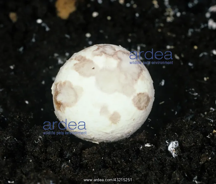 : Dry Bubble Disease on Mushroom cap : Dry Bubble Disease on Mushroom cap