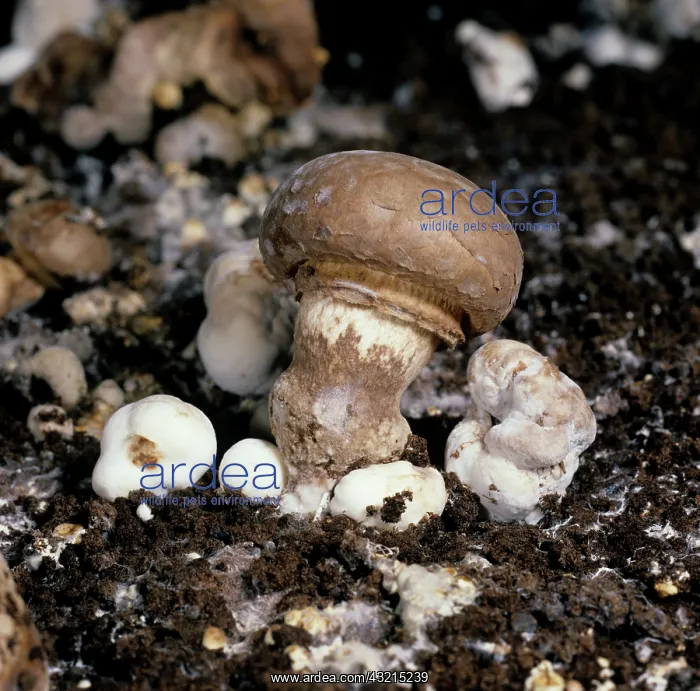 : Dry Bubble Disease on mushrooms : Dry Bubble Disease on mushrooms