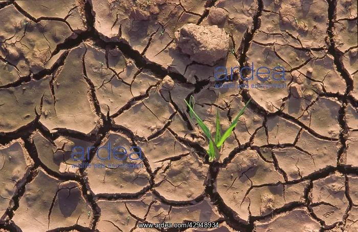 : Dry cracked muddy farmland with single shoot of : Dry cracked muddy farmland with single shoot of