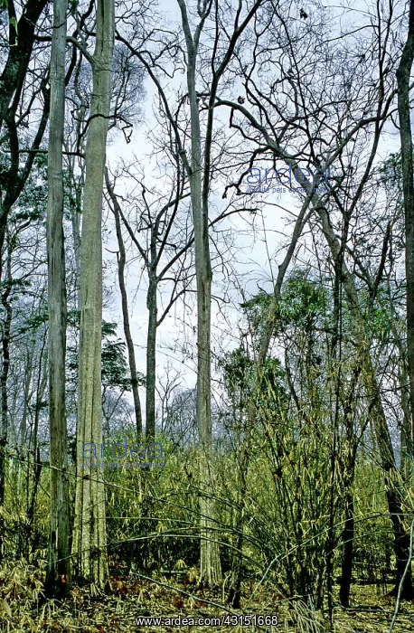 : Dry deciduous forest, Cambodia : Dry deciduous forest, Cambodia