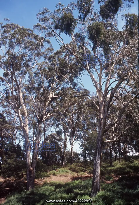 : DRY EUCALYPTUS WOODLAND : DRY EUCALYPTUS WOODLAND